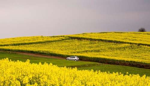 مابه‌التفاوت نرخ جدید کلزا به کشاورزان پرداخت می‌شود